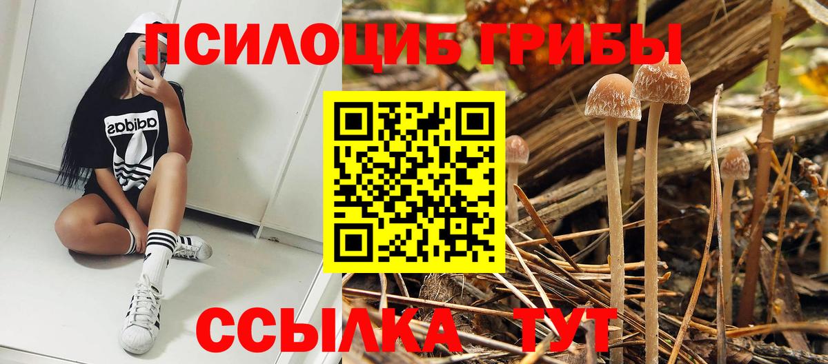 Бердск  продажа наркотиков  Вход с VPN  Псилоцибиновые грибы прущие грибы 